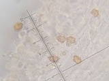Inocybe leptoclada image