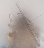Inocybe leptoclada image