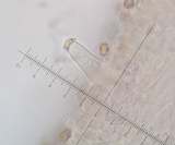 Inocybe leptoclada image