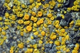 Caloplaca subsoluta image