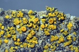 Caloplaca subsoluta image