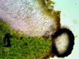 Caloplaca subsoluta image