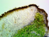 Caloplaca subsoluta image