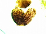 Caloplaca subsoluta image