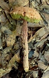 Boletellus russellii image