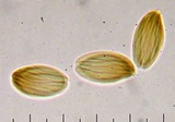 Boletellus russellii image