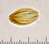 Boletellus russellii image