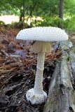 Amanita abrupta image