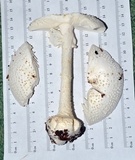 Amanita abrupta image