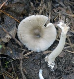 Amanita sect. Vaginatae image