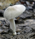Amanita farinosa image
