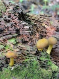 Tricholomopsis decora image