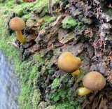Tricholomopsis decora image
