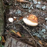 Fomitopsis mounceae image