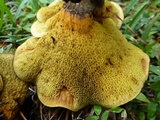 Boletinellus merulioides image