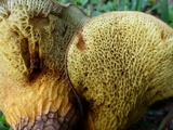 Boletinellus merulioides image