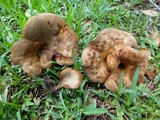 Boletinellus merulioides image