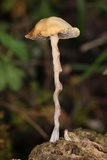 Psilocybe coprophila image
