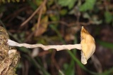 Psilocybe coprophila image