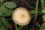 Psilocybe coprophila image