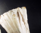 Tremellodendron pallidum image