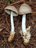 Amanita sect. Vaginatae image