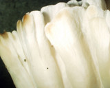 Tremellodendron pallidum image