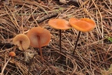 Marasmius cohaerens image