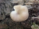 Pleurotus pulmonarius image