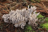 Clavulina rugosa image