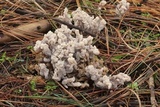 Clavulina rugosa image