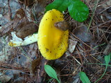 Amanita flavorubens image
