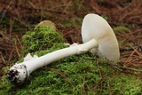 Amanita flavorubens image