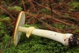 Amanita flavorubens image