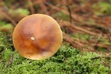 Amanita flavorubens image