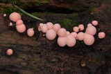 Lycogala epidendrum image