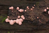 Lycogala epidendrum image
