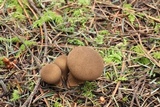 Lycoperdon umbrinum image
