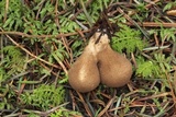 Lycoperdon umbrinum image