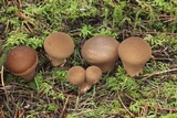 Lycoperdon umbrinum image