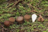Lycoperdon umbrinum image