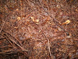 Spathulariopsis velutipes image