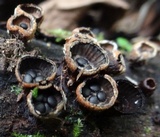 Hypocrea latizonata image
