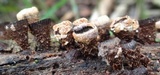 Hypocrea latizonata image