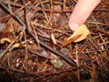 Spathulariopsis velutipes image