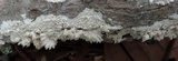 Hydnopolyporus fimbriatus image