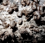 Hydnopolyporus fimbriatus image