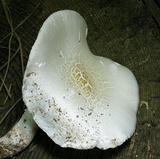 Neolentinus lepideus image