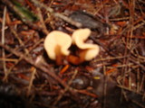 Spathulariopsis velutipes image