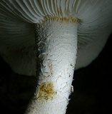 Neolentinus lepideus image